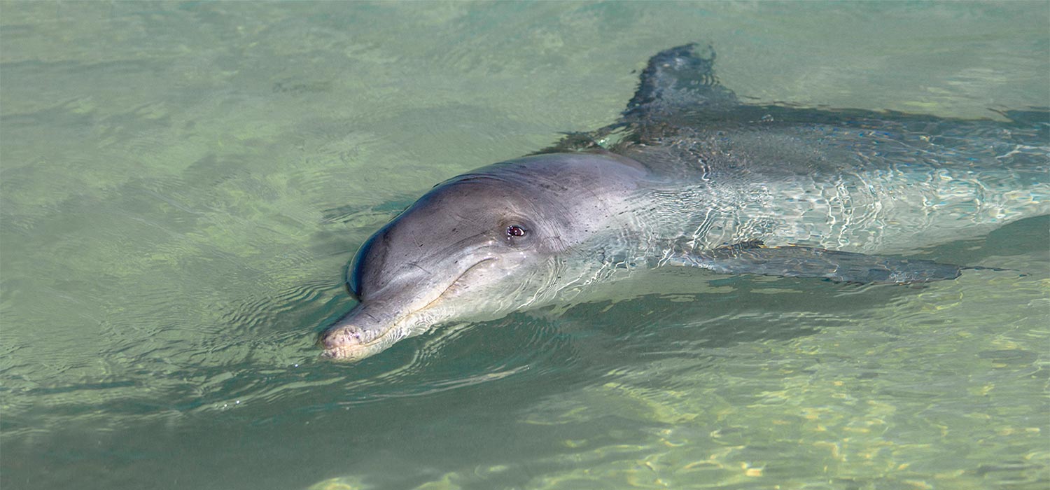 Bottleneck Dolphin at Monkey Mia